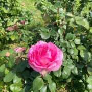 白川まさき 受付終了しました 日暮里ド淫乱倶楽部