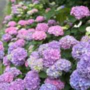 ヒメ日記 2025/06/08 10:30 投稿 めい 池袋しろパラ