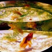 ヒメ日記 2025/07/26 15:50 投稿 さちえ マダム錦糸町