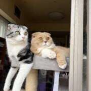 ヒメ日記 2025/04/28 07:59 投稿 あやか しゅうかつ倶楽部