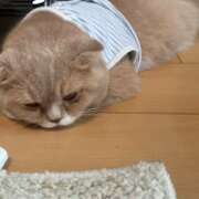 ヒメ日記 2025/05/23 07:39 投稿 あやか しゅうかつ倶楽部