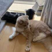 ヒメ日記 2025/06/08 11:42 投稿 あやか しゅうかつ倶楽部