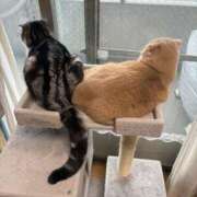 ヒメ日記 2025/11/30 20:04 投稿 あやか しゅうかつ倶楽部