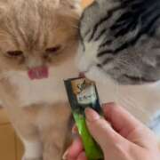 ヒメ日記 2025/12/24 07:28 投稿 あやか しゅうかつ倶楽部