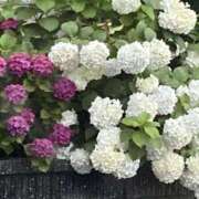 野々村　ゆき 制服を着させて……💗 OLアフター5