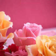 ヒメ日記 2025/04/19 19:30 投稿 いのり 奥鉄オクテツ東京店（デリヘル市場）