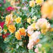 ヒメ日記 2025/04/21 19:35 投稿 いのり 奥鉄オクテツ東京店（デリヘル市場）