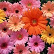 ヒメ日記 2025/05/05 07:20 投稿 いのり 奥鉄オクテツ東京店（デリヘル市場）