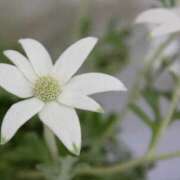 ヒメ日記 2025/06/12 20:30 投稿 いのり 奥鉄オクテツ東京店（デリヘル市場）