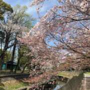 ヒメ日記 2026/03/30 10:47 投稿 荻原ももこ セクシーキャット 神田店