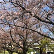 ヒメ日記 2026/04/06 13:51 投稿 荻原ももこ セクシーキャット 神田店