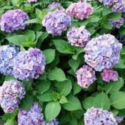ヒメ日記 2026/06/01 14:11 投稿 荻原ももこ セクシーキャット 神田店