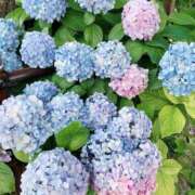 ヒメ日記 2026/06/08 13:02 投稿 荻原ももこ セクシーキャット 神田店