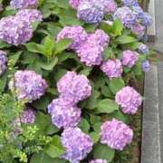 ヒメ日記 2026/06/22 12:41 投稿 荻原ももこ セクシーキャット 神田店