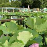 ヒメ日記 2026/08/03 12:03 投稿 荻原ももこ セクシーキャット 神田店