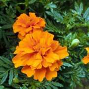 ヒメ日記 2025/08/13 10:18 投稿 瀬戸 熟女の風俗最終章 新横浜店