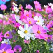 ヒメ日記 2025/10/06 07:46 投稿 瀬戸 熟女の風俗最終章 新横浜店