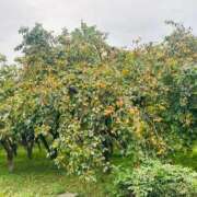 ヒメ日記 2025/10/08 10:36 投稿 瀬戸 熟女の風俗最終章 新横浜店