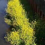 ヒメ日記 2026/03/12 10:08 投稿 ゆきの 熟女の風俗最終章 沼津店