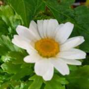 ヒメ日記 2025/08/08 08:44 投稿 ジュリア しゅうかつ倶楽部