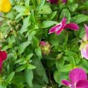 ジュリア 遅くなりましたが しゅうかつ倶楽部