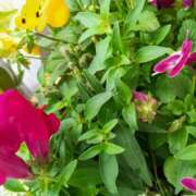 ヒメ日記 2026/01/12 07:25 投稿 ジュリア しゅうかつ倶楽部