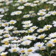 ヒメ日記 2025/05/11 08:20 投稿 はるか ふぞろいの人妻たち