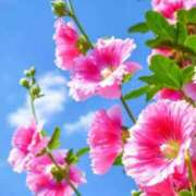 ヒメ日記 2025/08/19 23:45 投稿 結城 パンドラ（吉原）