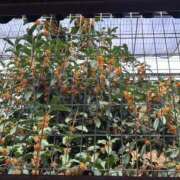 ヒメ日記 2025/11/11 19:31 投稿 さや ナイトヴィーナス