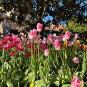 さや 🌷お休みの日🌷 ナイトヴィーナス