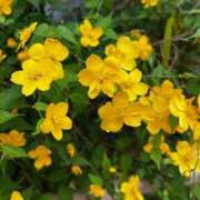 さや 💛気品崇高金運💛 ナイトヴィーナス