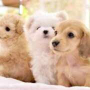 ヒメ日記 2025/08/25 09:35 投稿 ここな 水戸人妻花壇