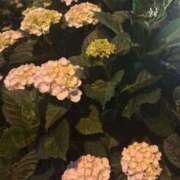 ヒメ日記 2025/05/31 02:46 投稿 ☆なつき☆ 学校帰りの妹に手コキしてもらった件 谷九