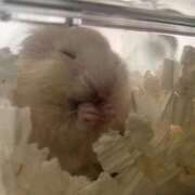 ヒメ日記 2025/09/16 20:37 投稿 メアリ Club Hearts