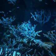 ヒメ日記 2025/12/26 21:19 投稿 メアリ Club Hearts