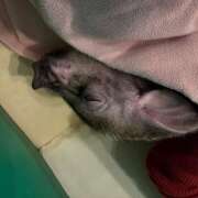 すばる ね〜むねむねむ……😪 あるまぎ！