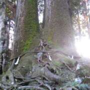 伊藤ひまり 御朱印始めました🙂‍↕️ 皇帝別館（こうていべっかん）