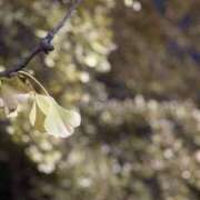 ヒメ日記 2025/11/28 08:06 投稿 ふじ シェリーエンジェル