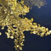 ヒメ日記 2025/12/04 08:23 投稿 ふじ シェリーエンジェル