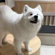 ヒメ日記 2026/03/14 10:43 投稿 ふじ シェリーエンジェル