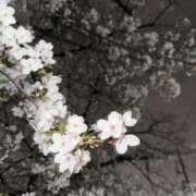 ヒメ日記 2026/03/31 23:10 投稿 ふじ シェリーエンジェル