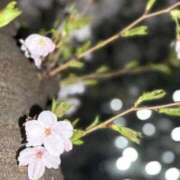 ヒメ日記 2026/04/05 11:11 投稿 ふじ シェリーエンジェル