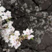 ヒメ日記 2026/04/05 22:53 投稿 ふじ シェリーエンジェル