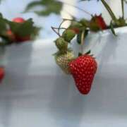 ヒメ日記 2026/04/05 23:02 投稿 ふじ シェリーエンジェル