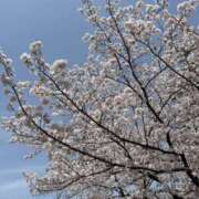 ヒメ日記 2026/04/19 09:00 投稿 ふじ シェリーエンジェル