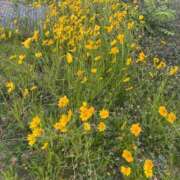 ヒメ日記 2025/06/20 22:06 投稿 毛利 熟女の風俗最終章 新横浜店