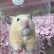 ヒメ日記 2025/09/25 10:59 投稿 ちゅら 浜松駅前ちゃんこ