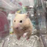 ヒメ日記 2025/10/09 13:49 投稿 ちゅら 浜松駅前ちゃんこ