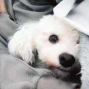 ヒメ日記 2026/01/20 04:10 投稿 ♡おもち♡ 梅田ムチぽよ女学院