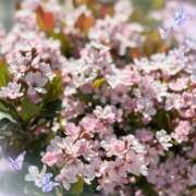 ちかげ かわいい♡ ドMバスターズ 京都店